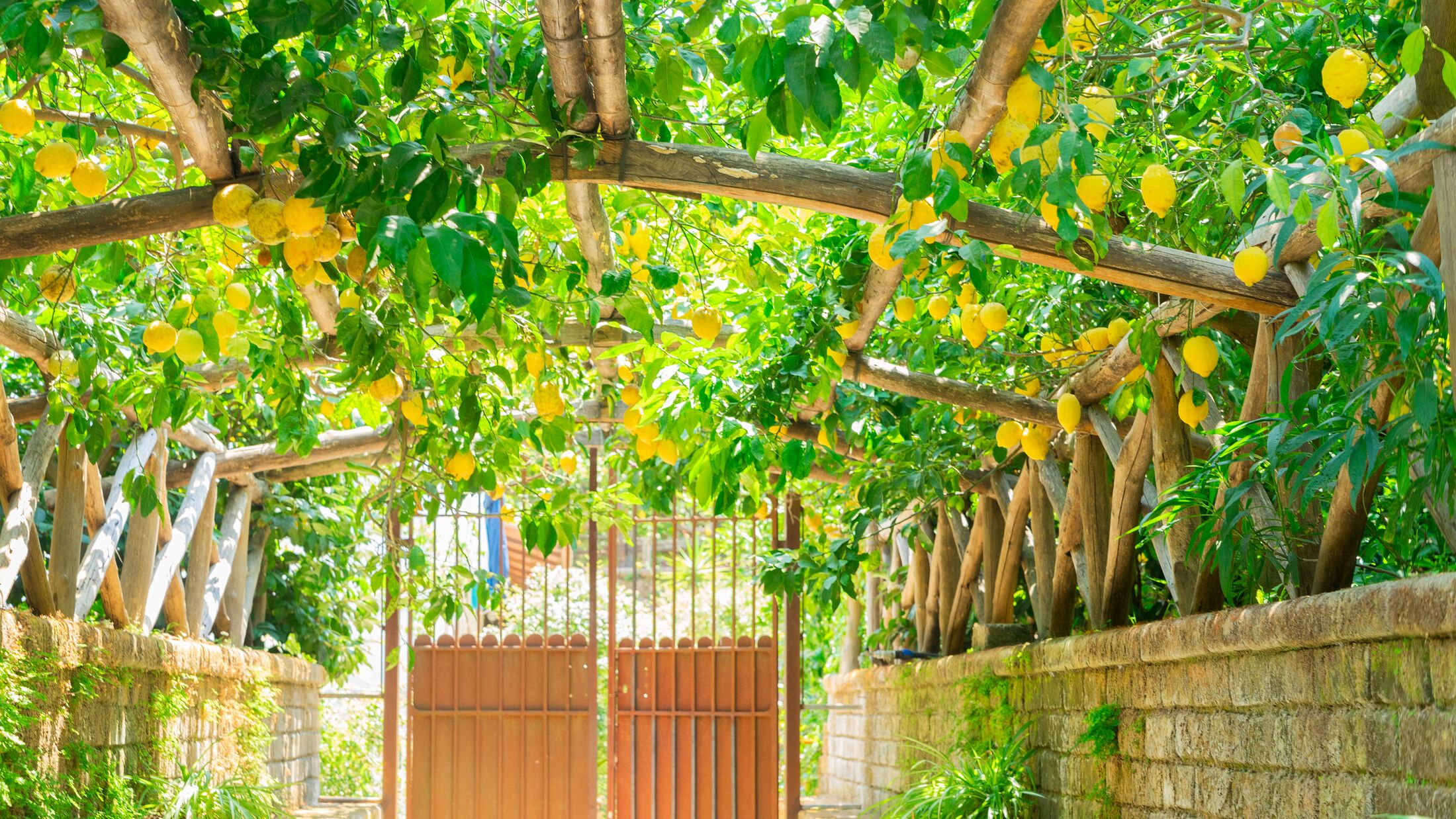 Lemon garden of Sorrento