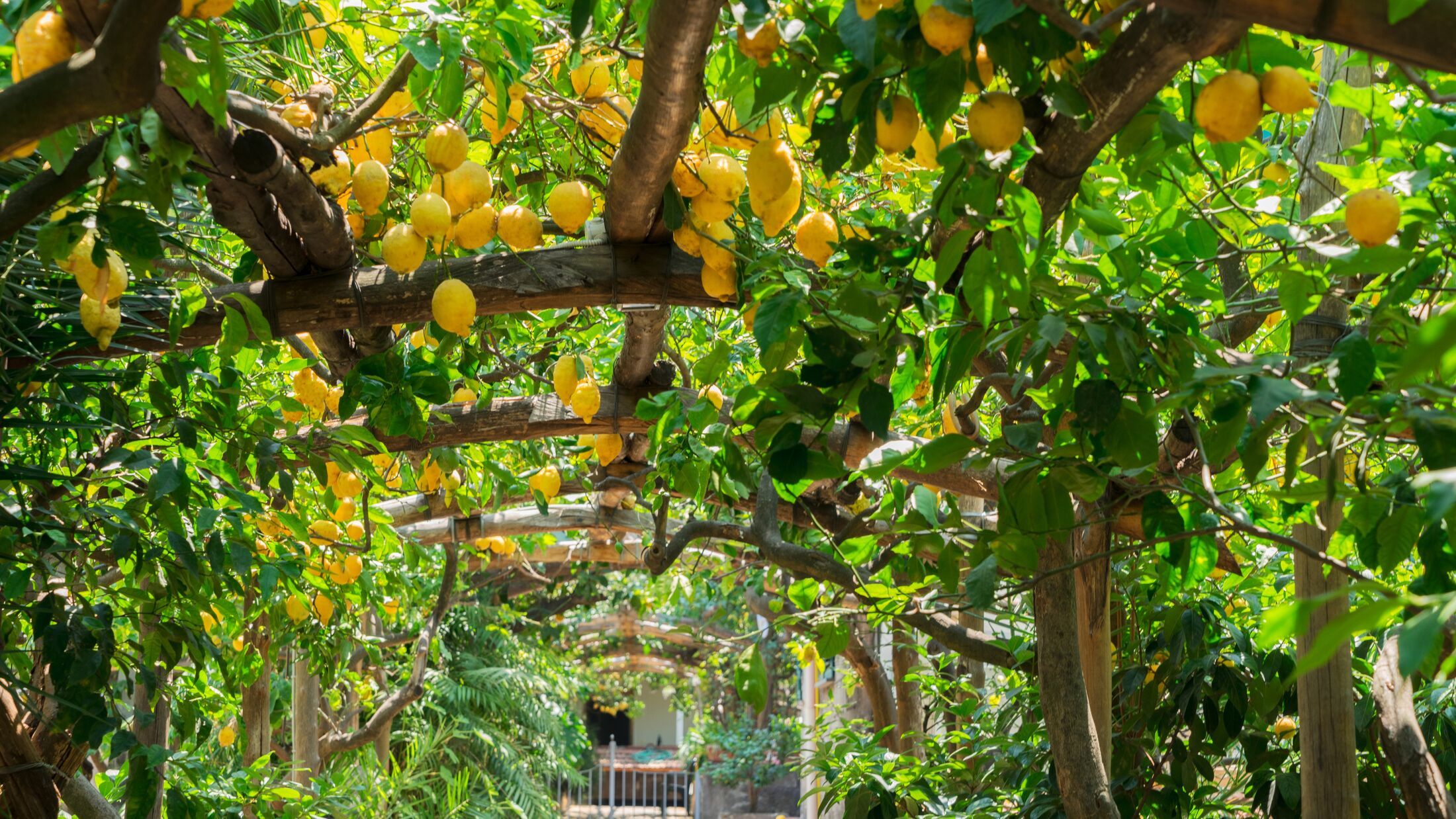 Fruits in Lemon garden of Sorrento at summer