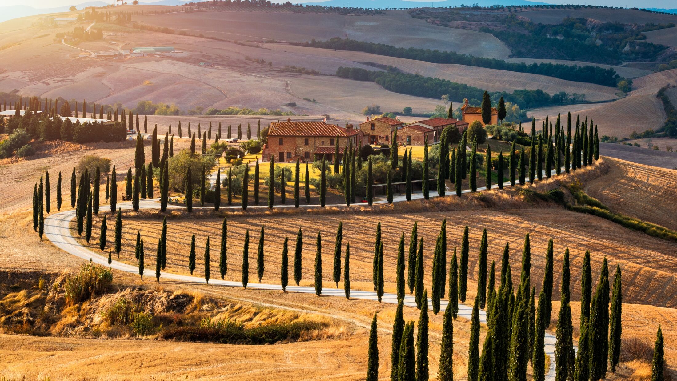 Hills, olive gardens and small vineyard under rays of morning sun, Italy, Tuscany. Famous Tuscany landscape with curved road and cypress, Italy, Europe