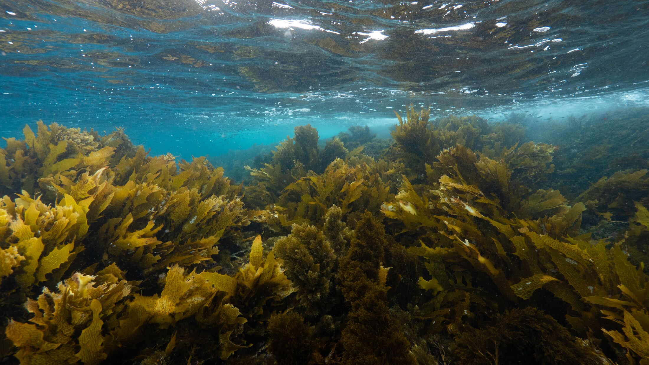 Ocean-Image-Bank-2023-Sustainability-Kelp-01-300346-Hybris